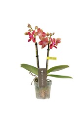 Phalaenopsis Optifriend Kyra