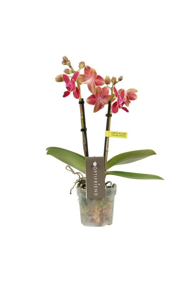 Phalaenopsis Optifriend Kyra