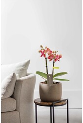 Phalaenopsis Optifriend Kyra