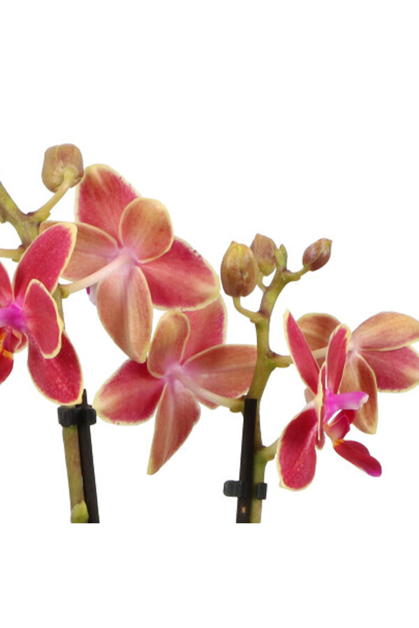 Phalaenopsis Optifriend Kyra