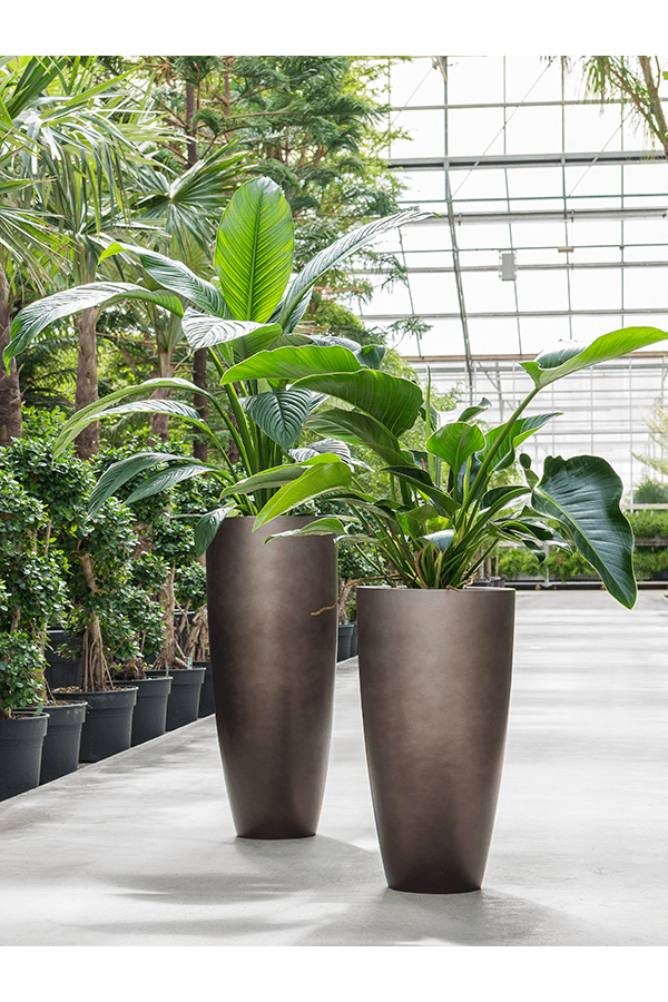 Baq Gradient Partner Matt Coffee (z wkładką)