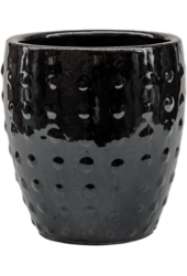 Laos Mini Emperor Black