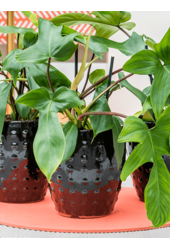 Laos Mini Emperor Black