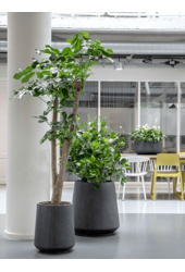 Baq Raindrop Darcy Antracyt