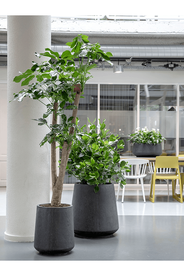 Baq Raindrop Darcy Antracyt