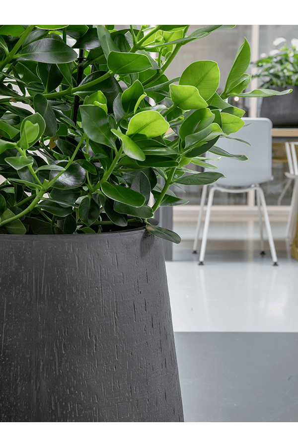 Baq Raindrop Darcy Antracyt