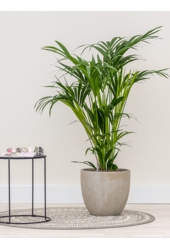 Baq Raindrop Couple Beige