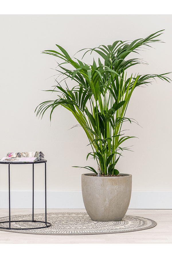 Baq Raindrop Couple Beżowy