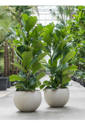 Baq Raindrop Globe Beżowy