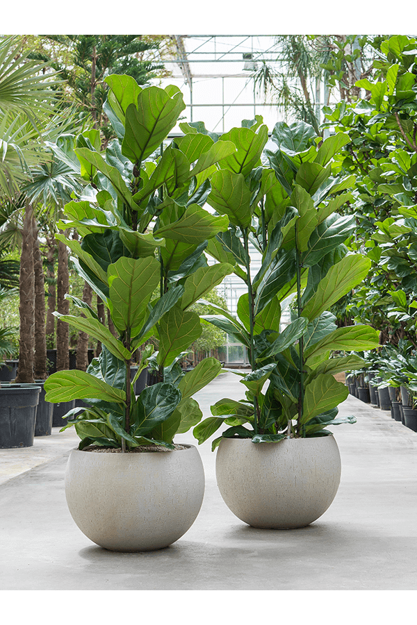 Baq Raindrop Globe Beżowy