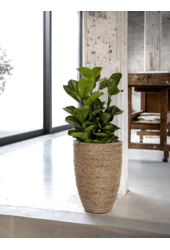 Bohemian Ben M Słoma trawiasta