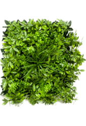 Sztuczna roślina Schefflera