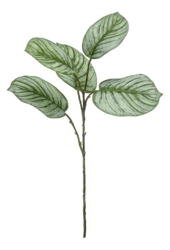 Sztuczna roślina Calathea