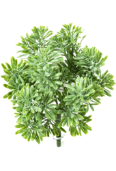 Sztuczna roślina Dusty Miller