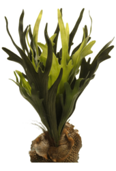 Sztuczna roślina paproć łosie rogi