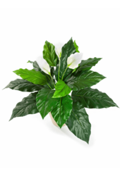 Sztuczna roślina Spathiphyllum