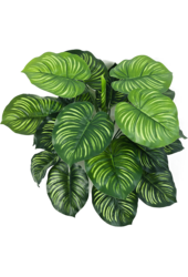 Sztuczna roślina Calathea