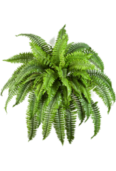 Sztuczna roślina Fern Boston