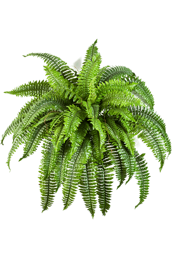Sztuczna roślina Fern Boston