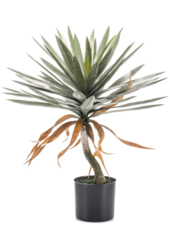 Sztuczna roślina Yucca