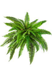 Sztuczna paproć bostońska