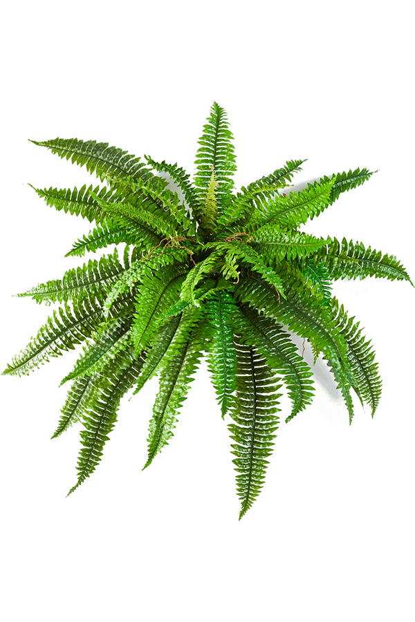 Sztuczna roślina Fern Boston