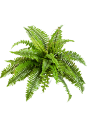 Sztuczna roślina Nephrolepis Boston