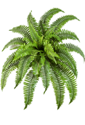 Sztuczna roślina Nephrolepis Boston