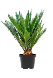 Cycas S