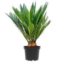 Cycas