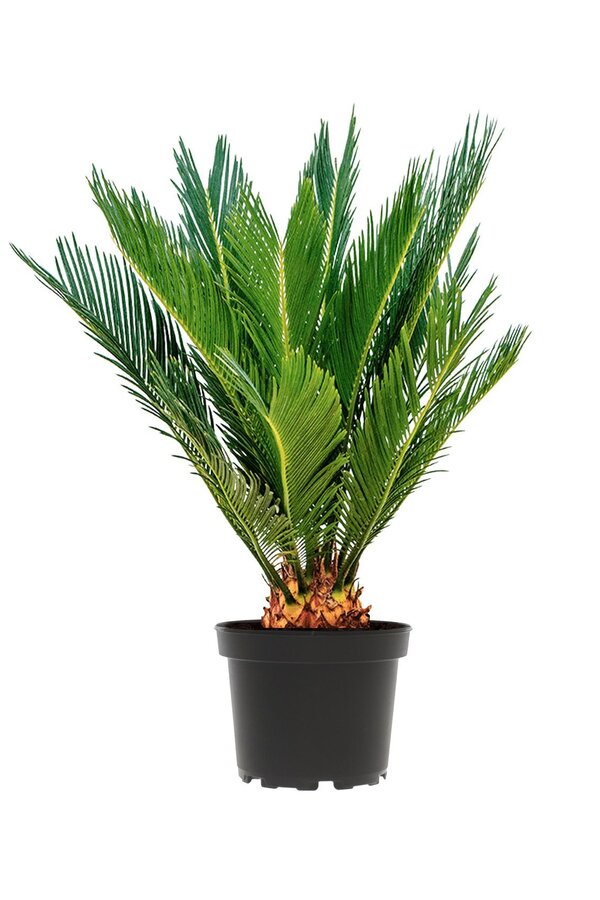 Cycas S