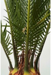 Cycas S