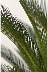 Cycas S