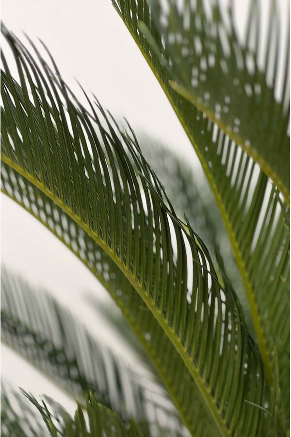 Cycas S