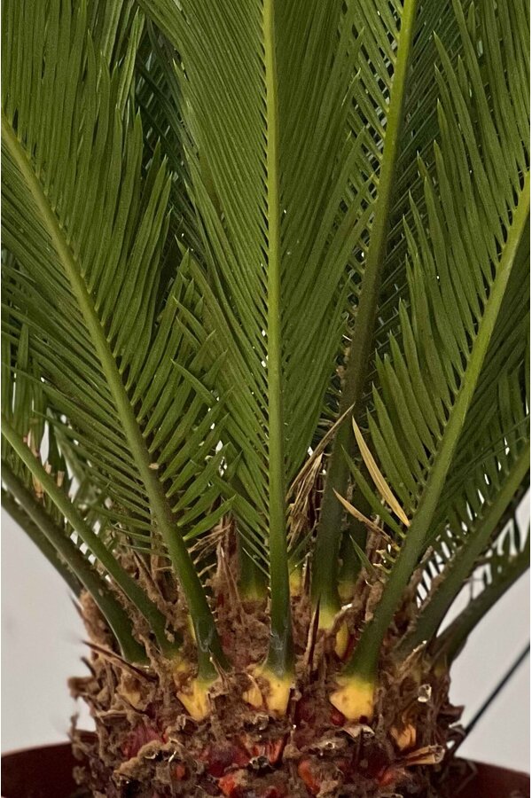 Cycas S