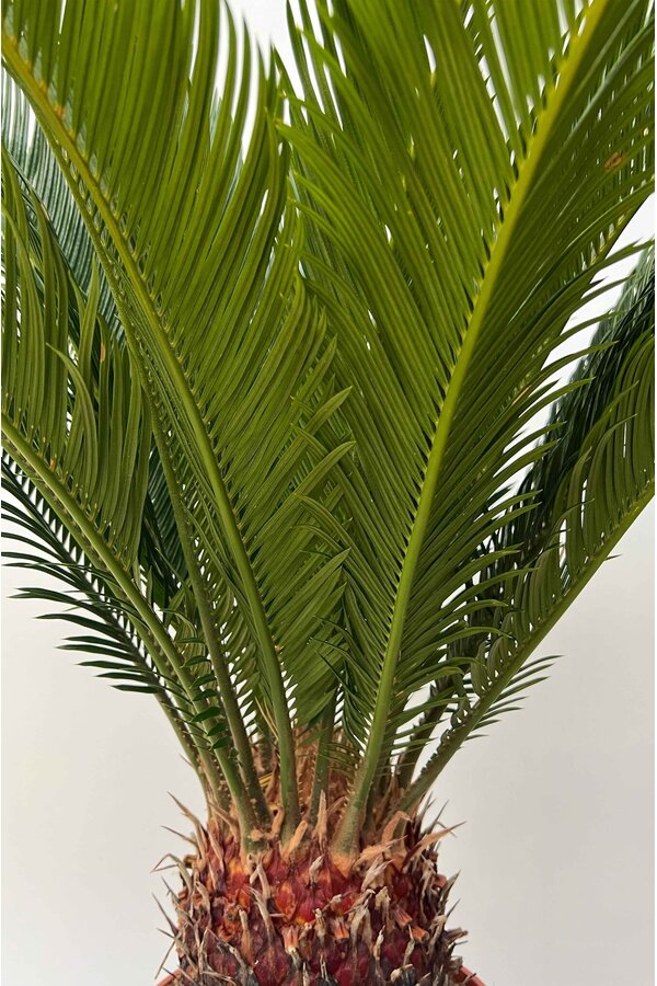 Cycas S
