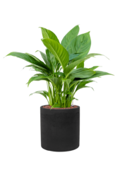 Rough Puk L Black Washed