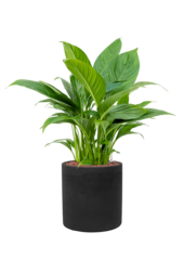 Rough Puk L Czarny Wyprany