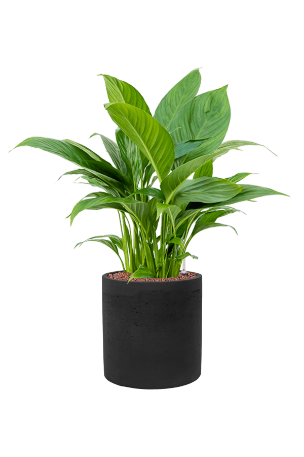 Rough Puk L Black Washed