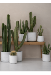 Rough Mini Charlie XXXS Biały Wypłukany