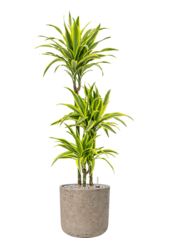 Rough Charlie L Grey Washed