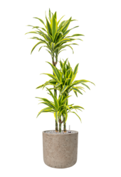 Rough Charlie L Szary Przecierany