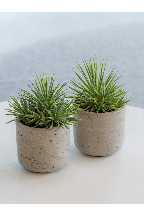 Rough Mini Charlie XXS Grey Washed