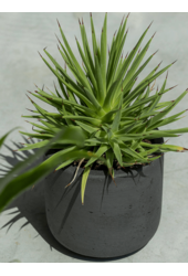 Rough Mini Charlie XXS Czarny Sprany