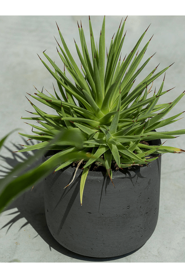 Rough Mini Charlie XXS Czarny Wyprany