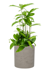 Szorstki Puk M Szary Spłukany