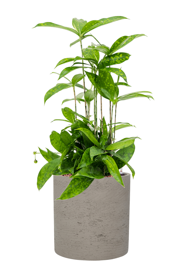 Szorstki Puk M Szary Spłukany