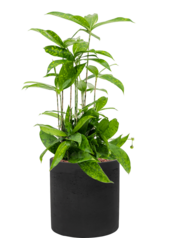 Rough Puk M Czarny Wyprany