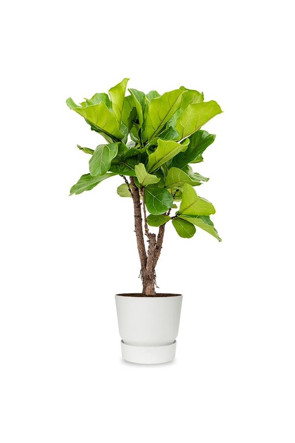 Ficus Lyrata Rozgałęziony w Elho Greenville Biały