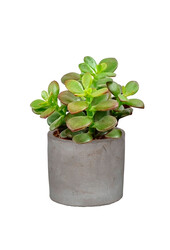 Młoda Crassula w ceramicznej doniczce